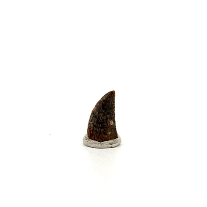 Abelisaurid fossil dinosaur tooth from Kem Kem, Morocco (0.54") - FossilsAndMore