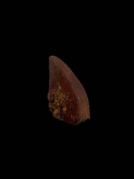 Abelisaurid fossil dinosaur tooth from Kem Kem, Morocco (0.54") - FossilsAndMore