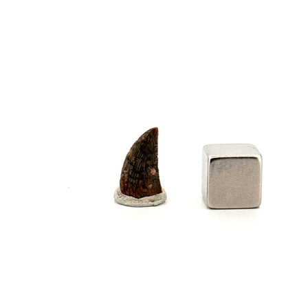 Abelisaurid fossil dinosaur tooth from Kem Kem, Morocco (0.54") - FossilsAndMore