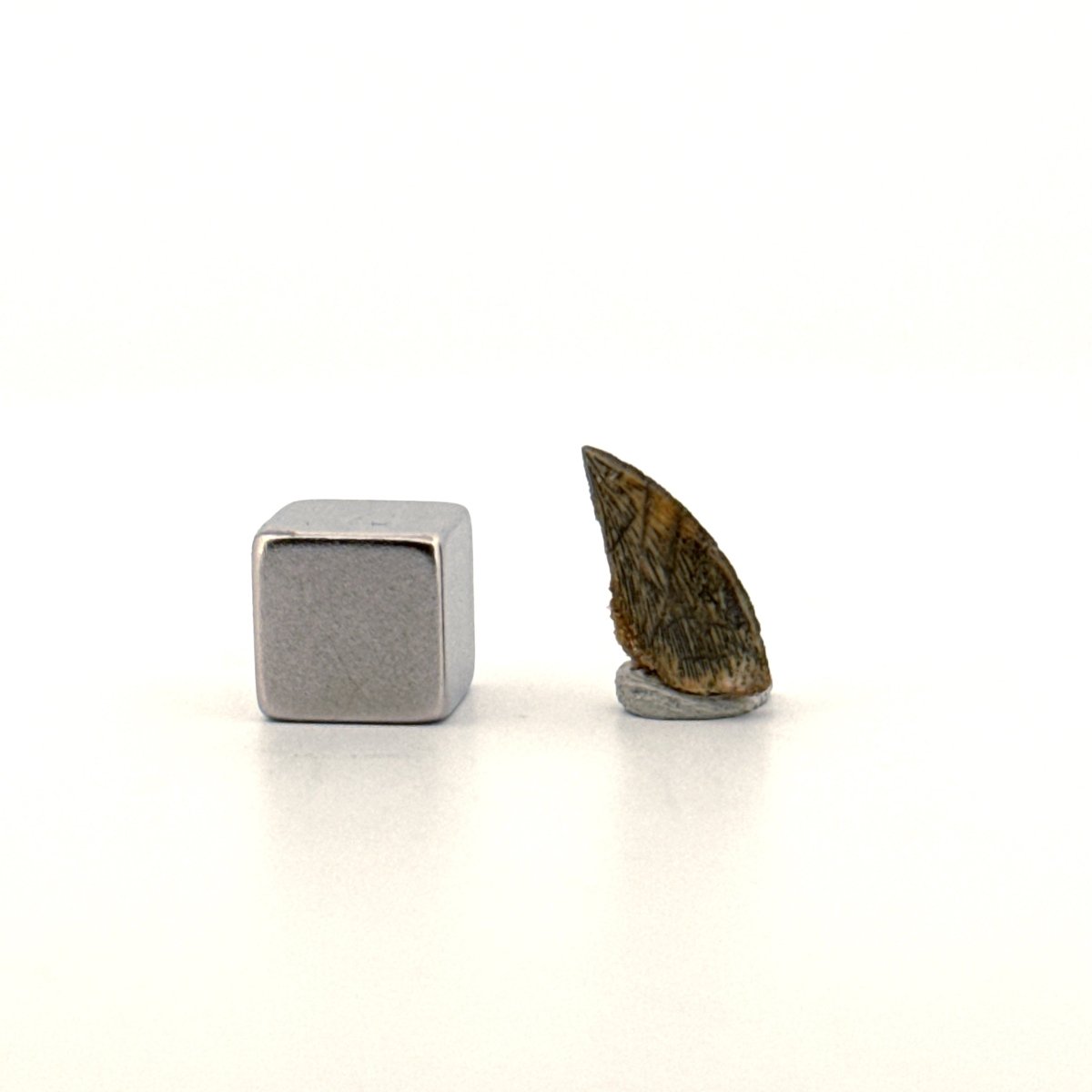 Abelisaurid fossil dinosaur tooth from Kem Kem, Morocco (0.56") - FossilsAndMore