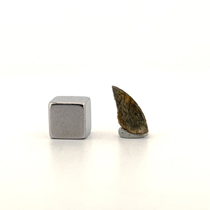 Abelisaurid fossil dinosaur tooth from Kem Kem, Morocco (0.56") - FossilsAndMore