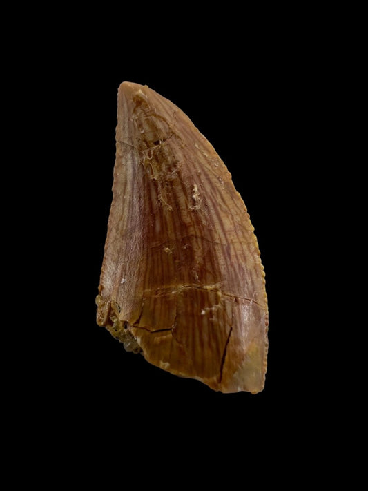 Abelisaurid fossil dinosaur tooth from Kem Kem, Morocco (0.58") - FossilsAndMore