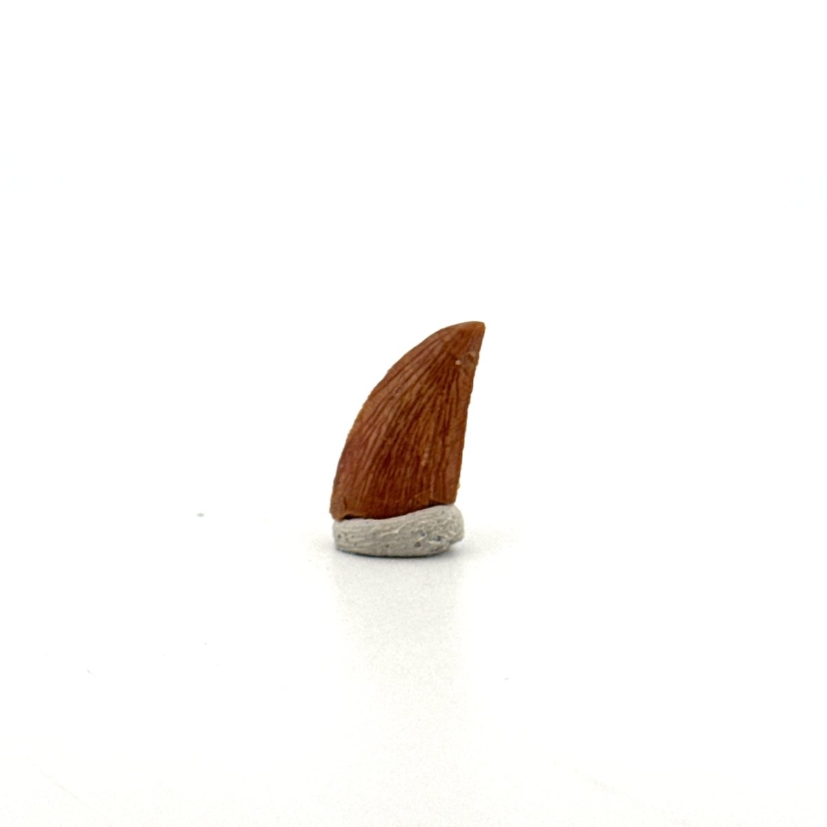 Abelisaurid fossil dinosaur tooth from Kem Kem, Morocco (0.58") - FossilsAndMore