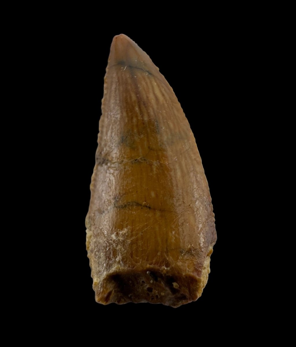 Abelisaurid fossil dinosaur tooth from Kem Kem, Morocco (0.82") - FossilsAndMore