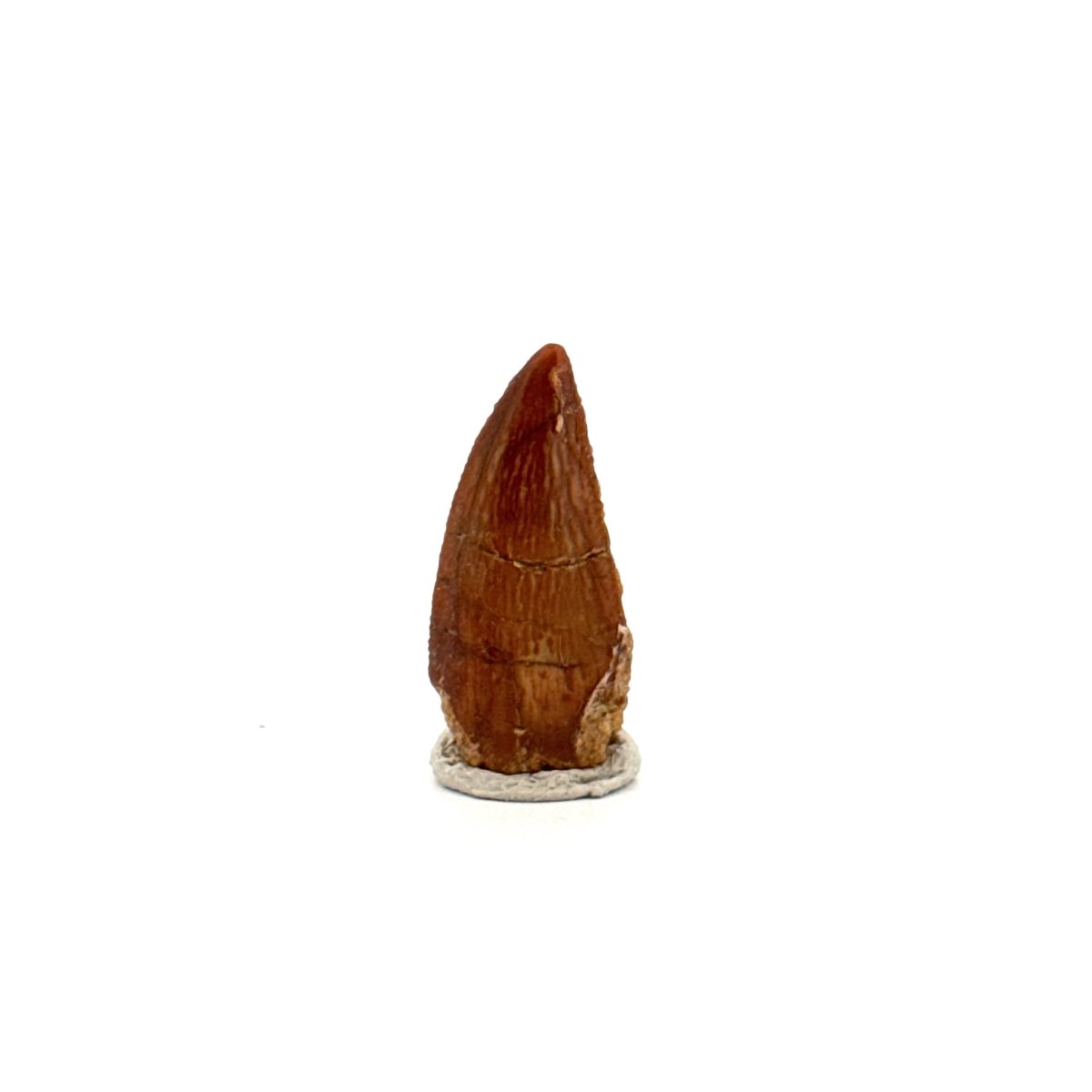 Abelisaurid fossil dinosaur tooth from Kem Kem, Morocco (0.82") - FossilsAndMore