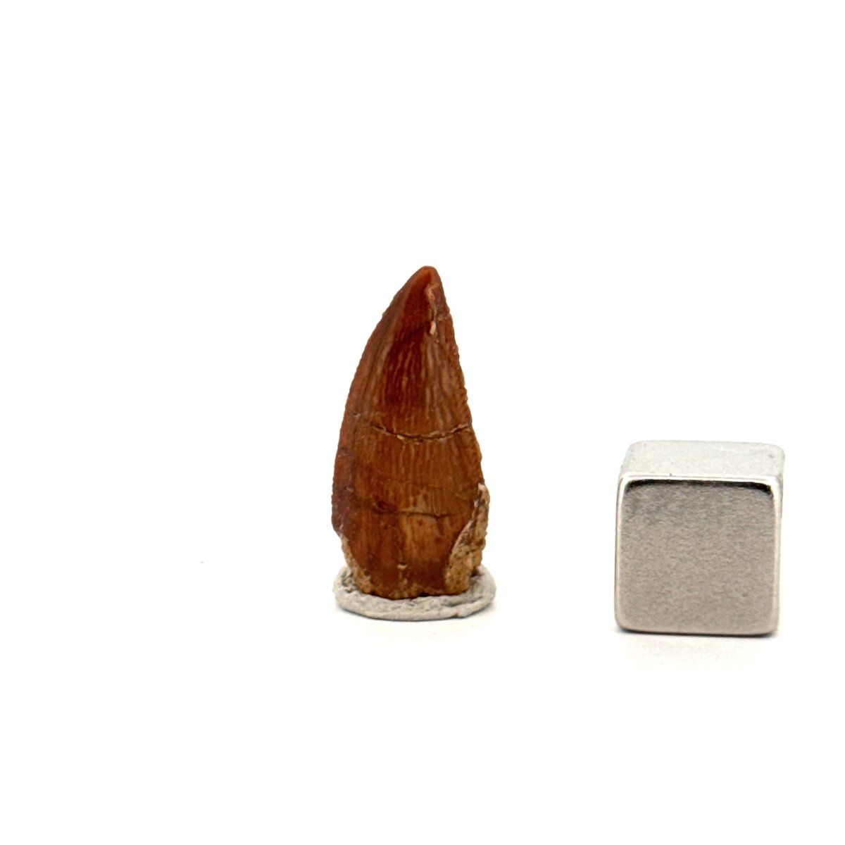 Abelisaurid fossil dinosaur tooth from Kem Kem, Morocco (0.82") - FossilsAndMore
