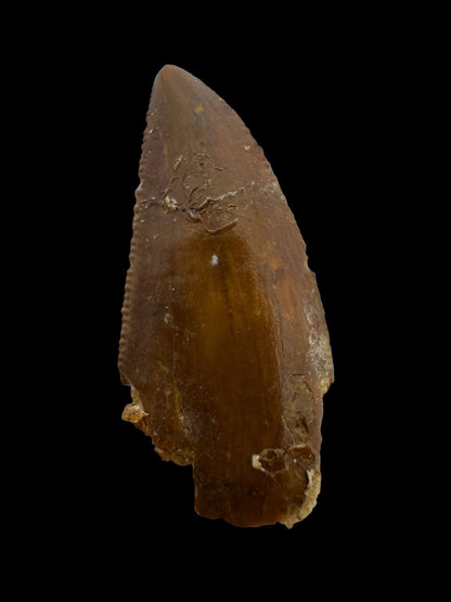 Abelisaurid fossil dinosaur tooth from Kem Kem, Morocco (0.94") - FossilsAndMore
