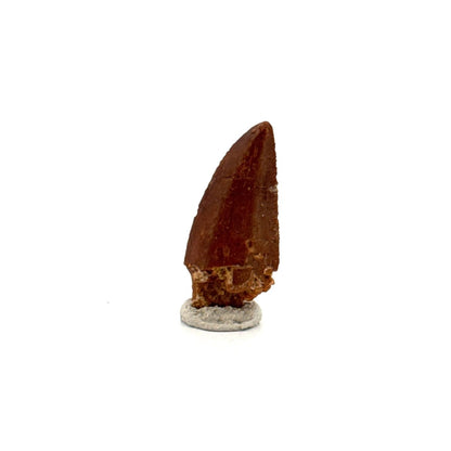Abelisaurid fossil dinosaur tooth from Kem Kem, Morocco (0.94") - FossilsAndMore