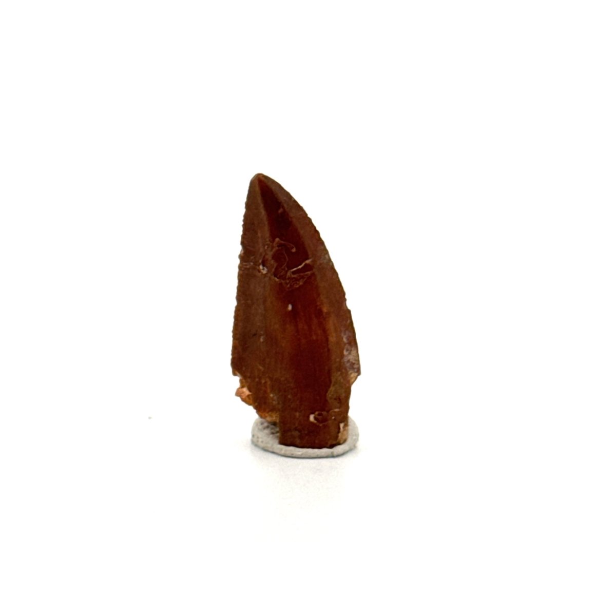 Abelisaurid fossil dinosaur tooth from Kem Kem, Morocco (0.94") - FossilsAndMore