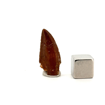Abelisaurid fossil dinosaur tooth from Kem Kem, Morocco (0.94") - FossilsAndMore