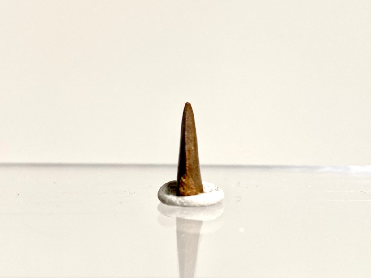 Abelisaurus species fossil tooth (0.53"), Kem Kem, Morocco - FossilsAndMore