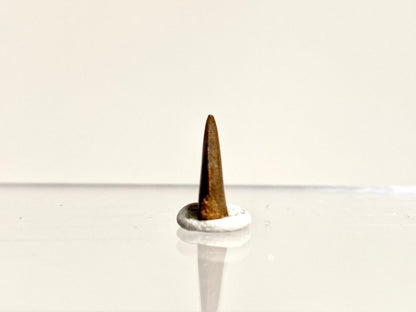 Abelisaurus species fossil tooth (0.53"), Kem Kem, Morocco - FossilsAndMore