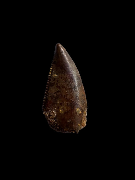Abelisaurus species fossil tooth (0.53"), Kem Kem, Morocco - FossilsAndMore