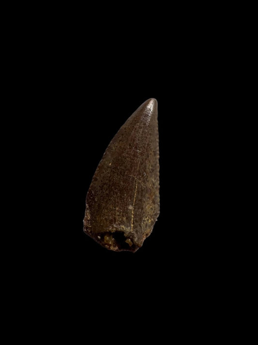 Abelisaurus species fossil tooth (0.53"), Kem Kem, Morocco - FossilsAndMore