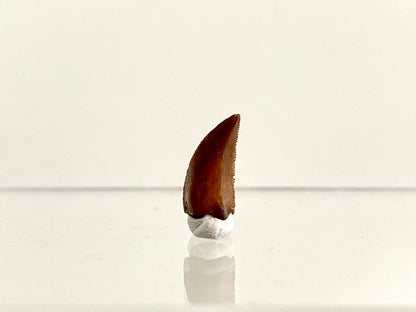 Abelisaurus species fossil tooth (0.54"), Kem Kem, Morocco - FossilsAndMore