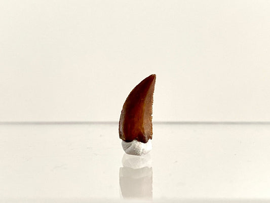 Abelisaurus species fossil tooth (0.54"), Kem Kem, Morocco - FossilsAndMore