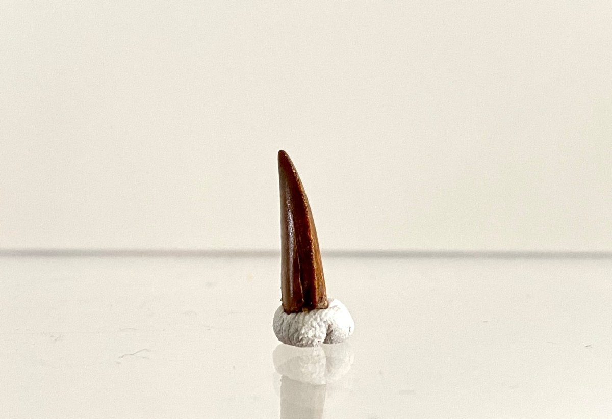 Abelisaurus species fossil tooth (0.54"), Kem Kem, Morocco - FossilsAndMore