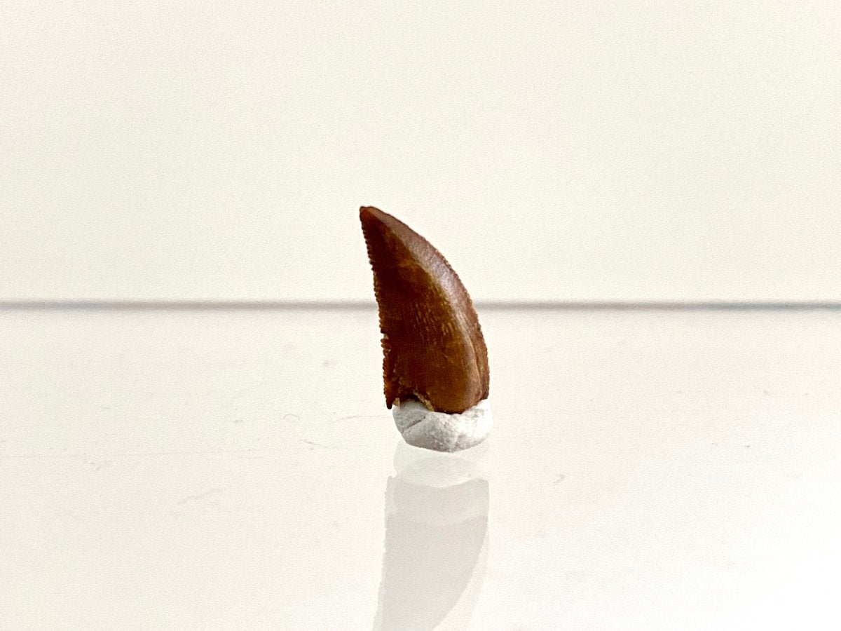 Abelisaurus species fossil tooth (0.54"), Kem Kem, Morocco - FossilsAndMore