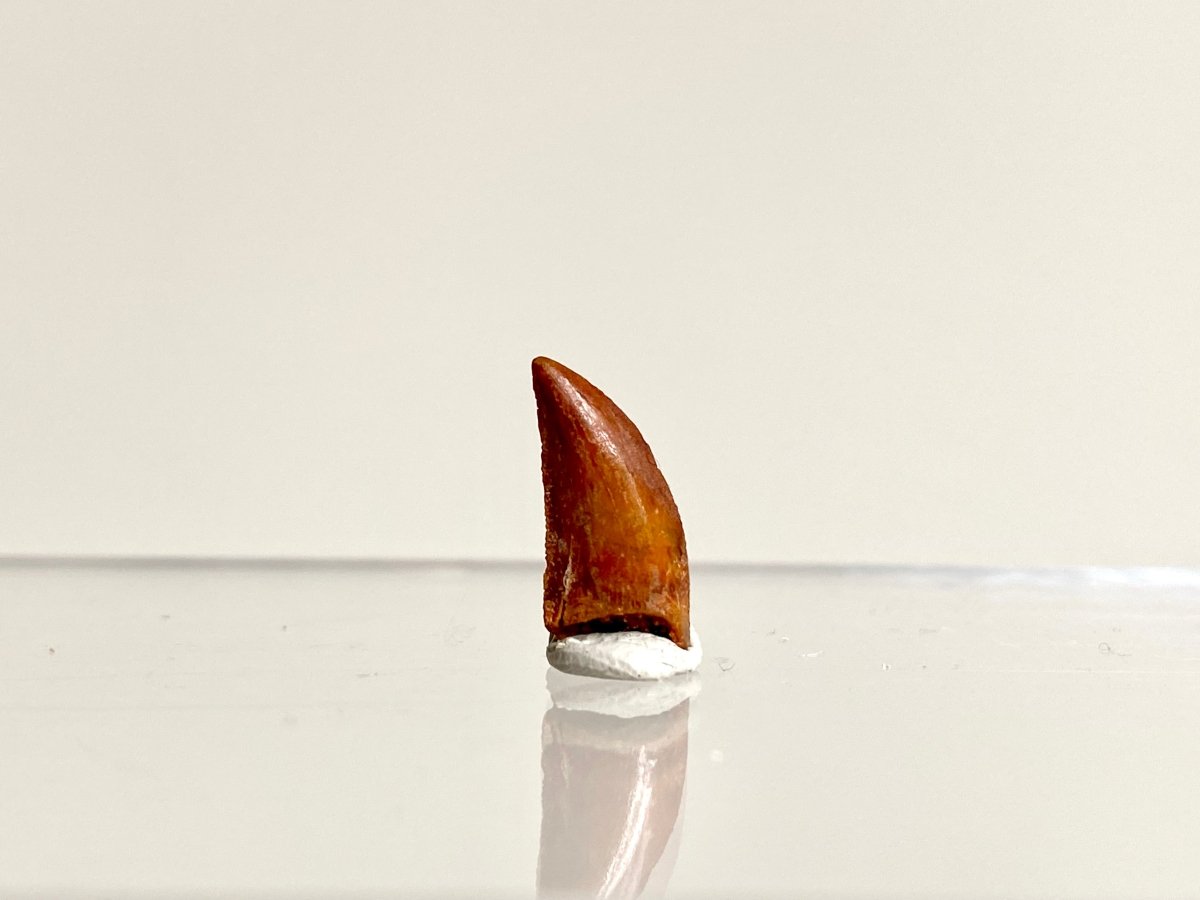 Abelisaurus species fossil tooth (0.55"), Kem Kem, Morocco - FossilsAndMore