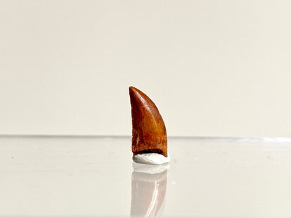 Abelisaurus species fossil tooth (0.55"), Kem Kem, Morocco - FossilsAndMore