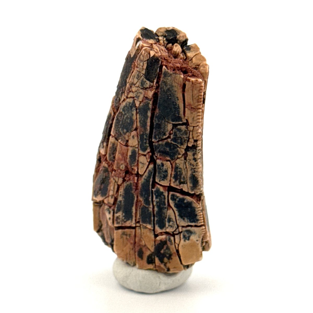 Afrovenator abakensis fossil dinosaur tooth fragment (1.61") - Jurassic, Niger - FossilsAndMore