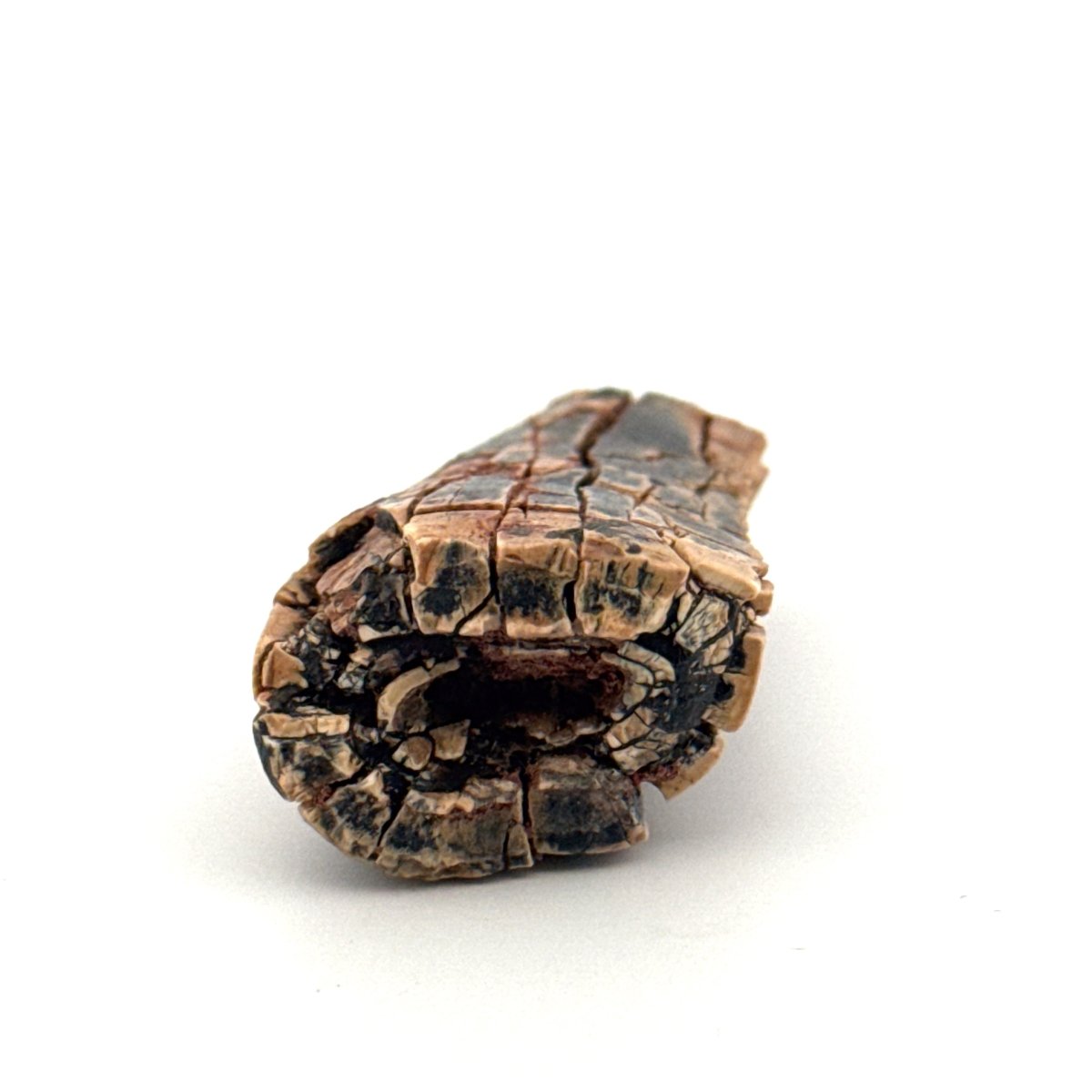 Afrovenator abakensis fossil dinosaur tooth fragment (1.61") - Jurassic, Niger - FossilsAndMore