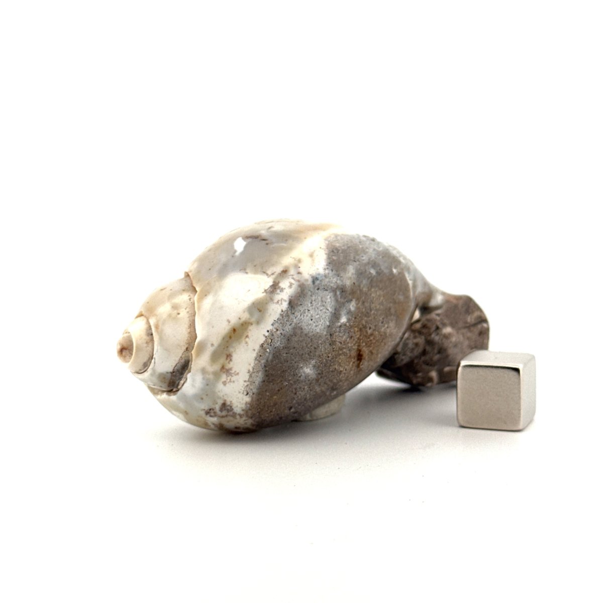 Agatized Fossil Gastropod from India (Cretaceous) - FossilsAndMore