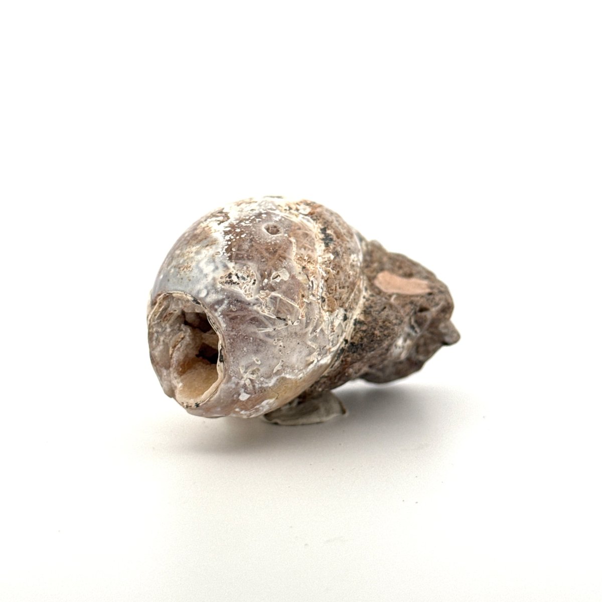 Agatized Fossil Gastropod from India (Cretaceous) - FossilsAndMore