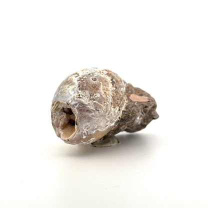 Agatized Fossil Gastropod from India (Cretaceous) - FossilsAndMore