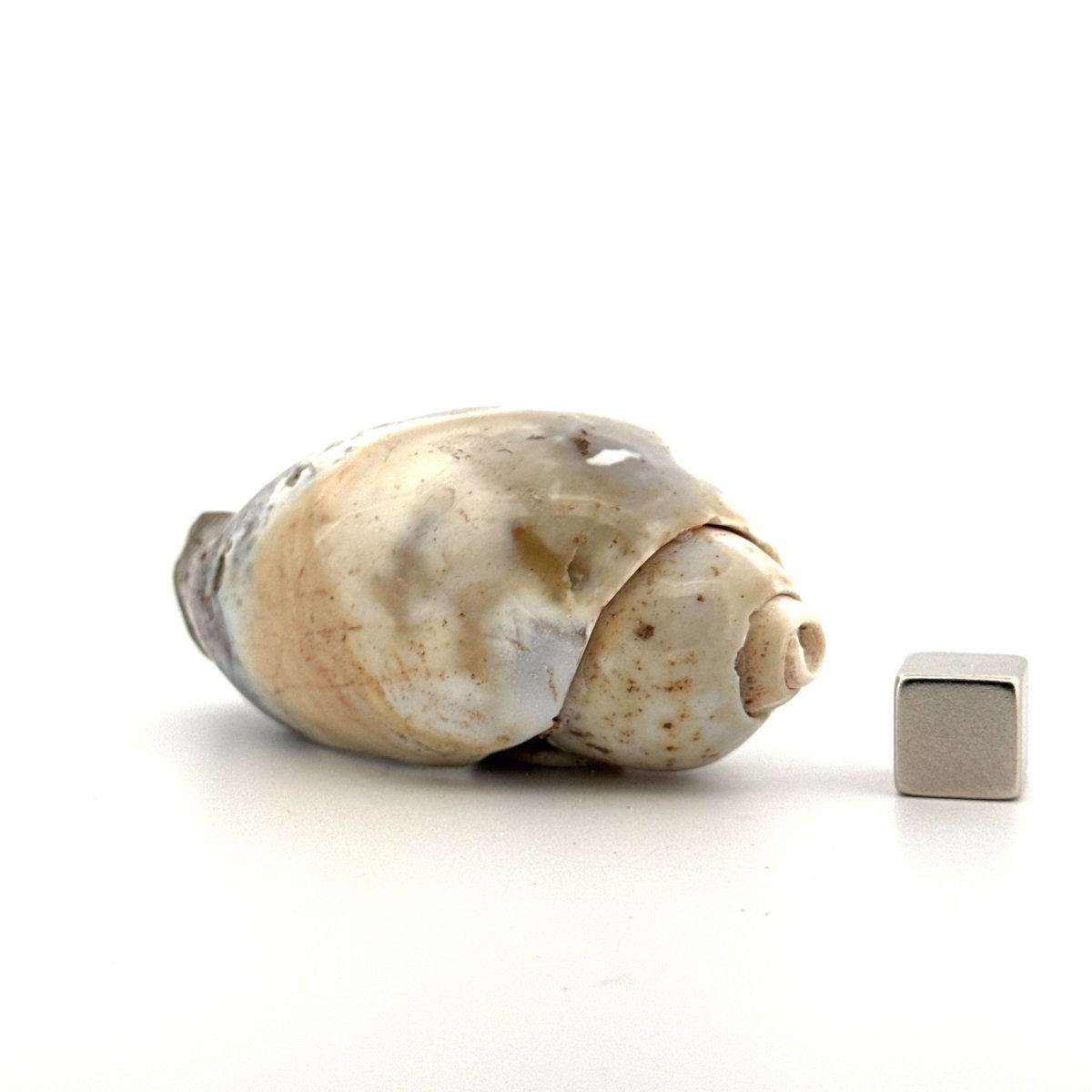 Agatized Fossil Gastropod from India (Cretaceous) - FossilsAndMore