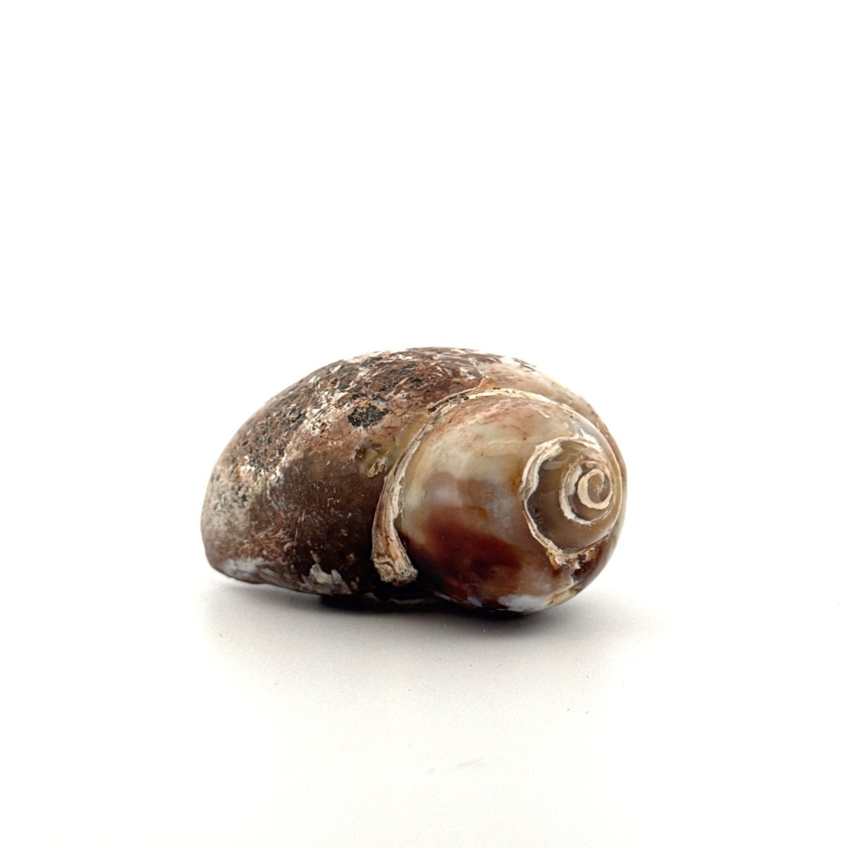 Agatized Fossil Gastropod from India (Cretaceous) - FossilsAndMore