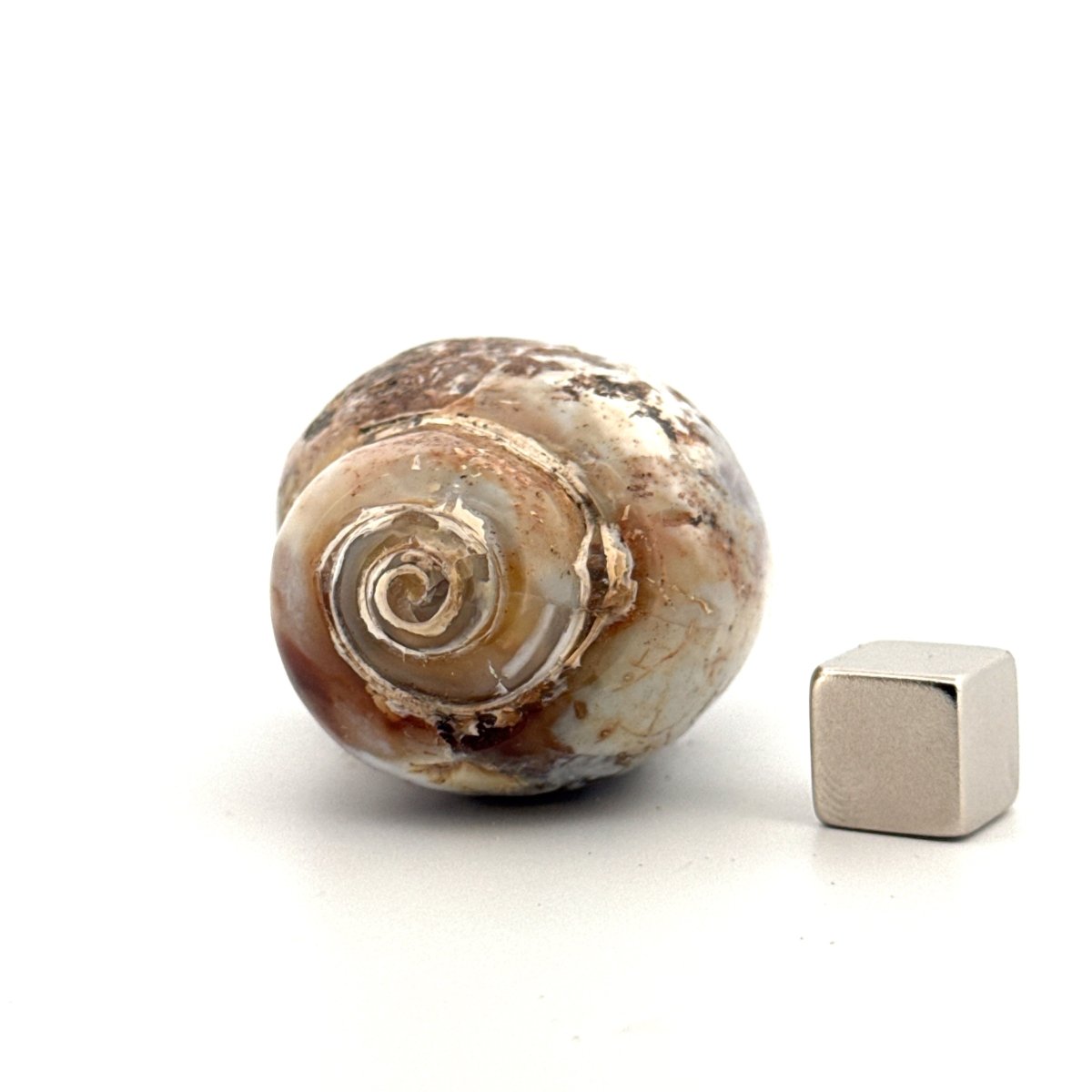 Agatized Fossil Gastropod from India (Cretaceous) - FossilsAndMore