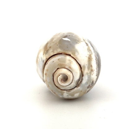 Agatized Fossil Gastropod from India (Cretaceous) - FossilsAndMore