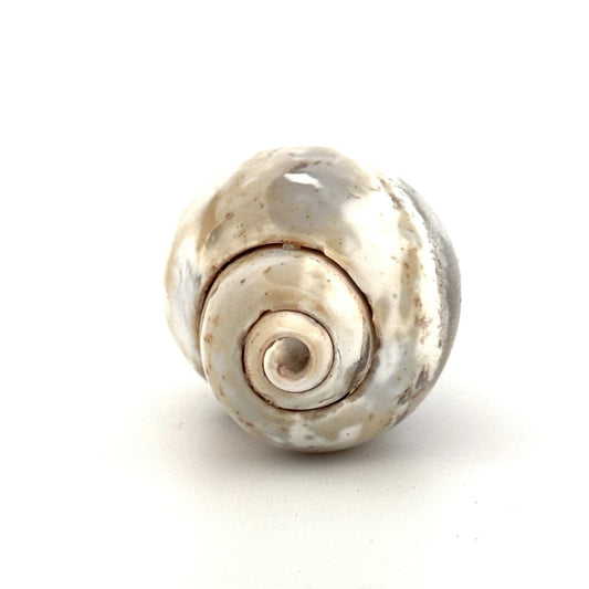 Agatized Fossil Gastropod from India (Cretaceous) - FossilsAndMore