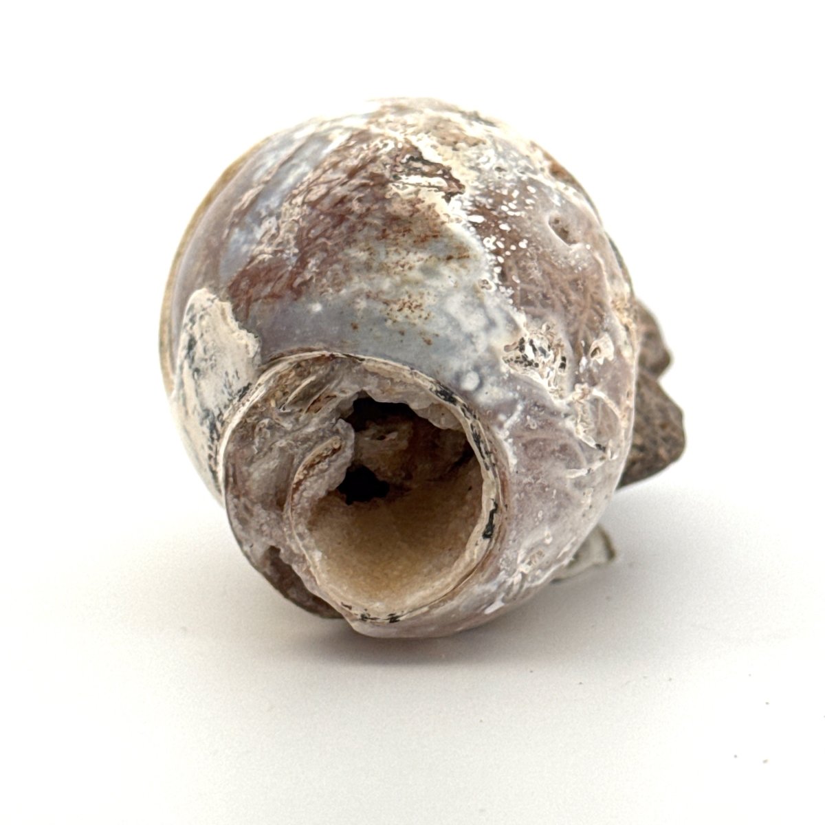 Agatized Fossil Gastropod from India (Cretaceous) - FossilsAndMore