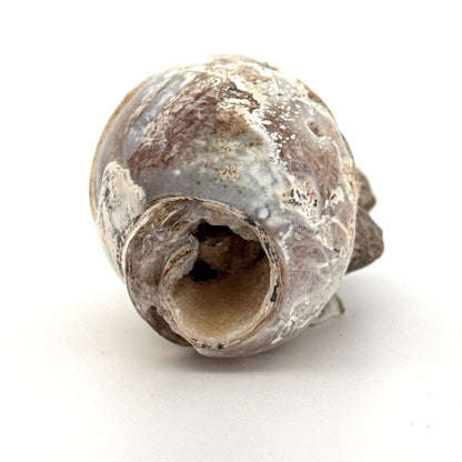 Agatized Fossil Gastropod from India (Cretaceous) - FossilsAndMore