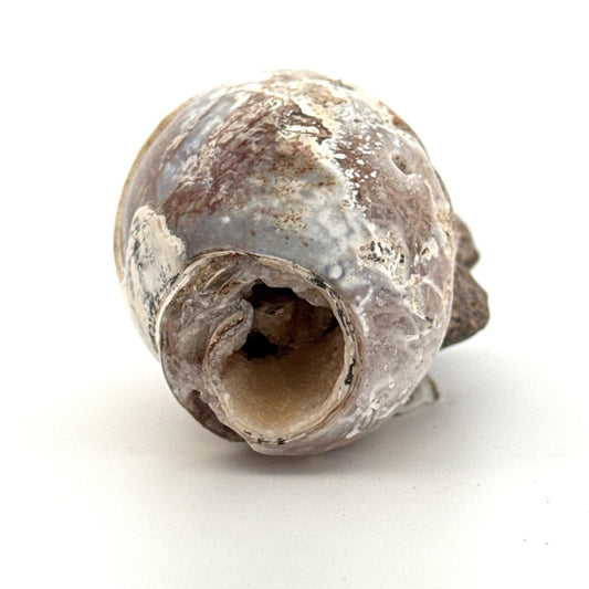 Agatized Fossil Gastropod from India (Cretaceous) - FossilsAndMore