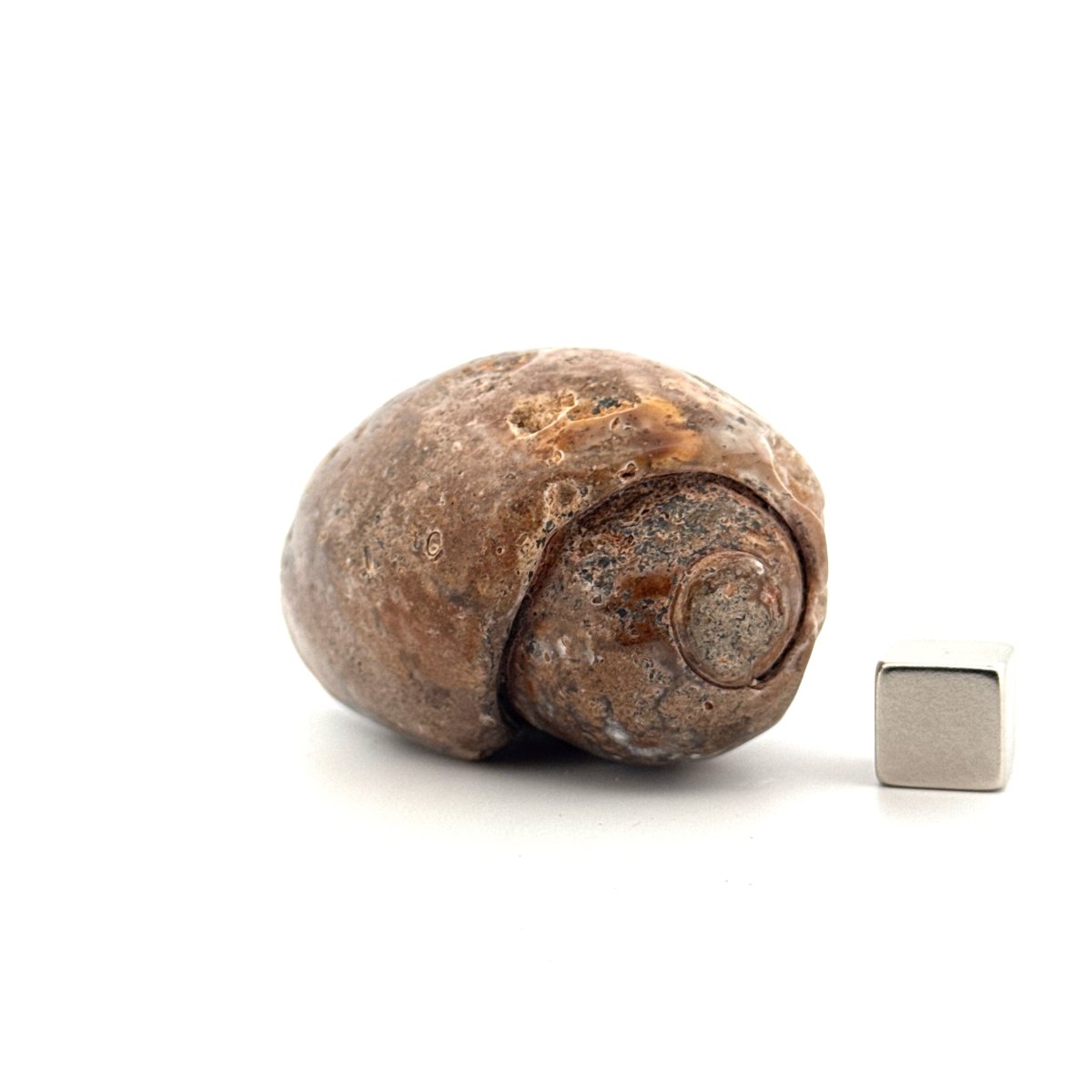 Agatized Fossil Gastropod from India (Cretaceous) - FossilsAndMore