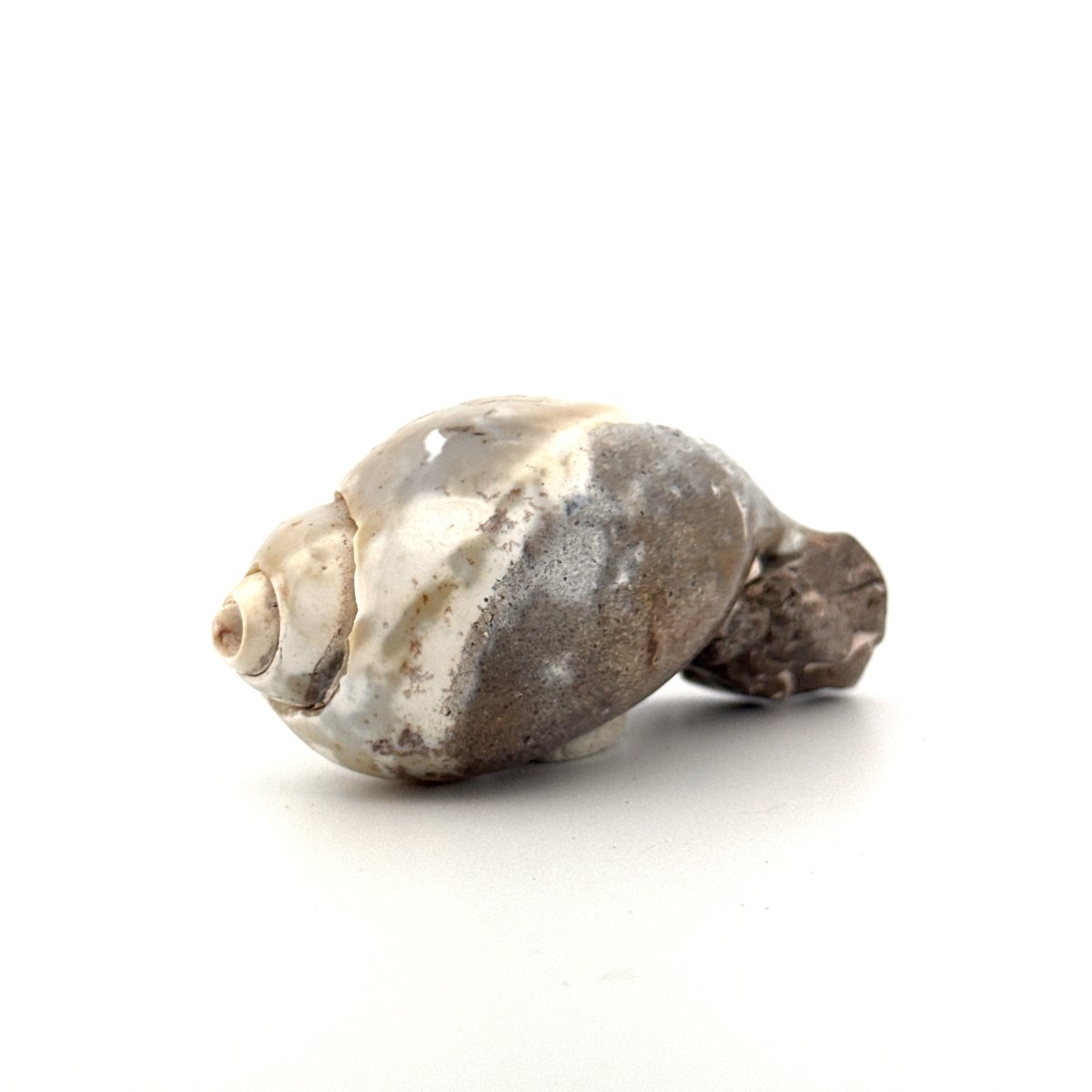 Agatized Fossil Gastropod from India (Cretaceous) - FossilsAndMore