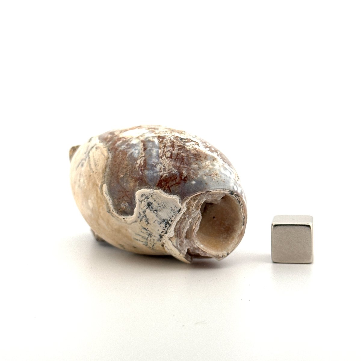 Agatized Fossil Gastropod from India (Cretaceous) - FossilsAndMore