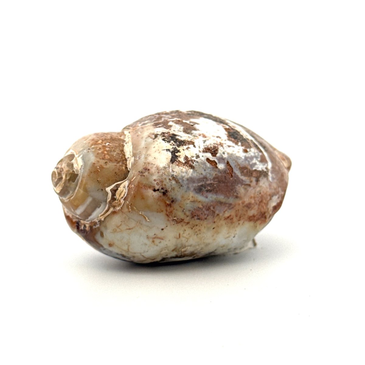 Agatized Fossil Gastropod from India (Cretaceous) - FossilsAndMore