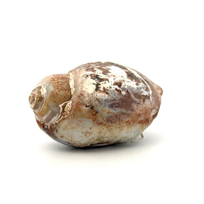 Agatized Fossil Gastropod from India (Cretaceous) - FossilsAndMore