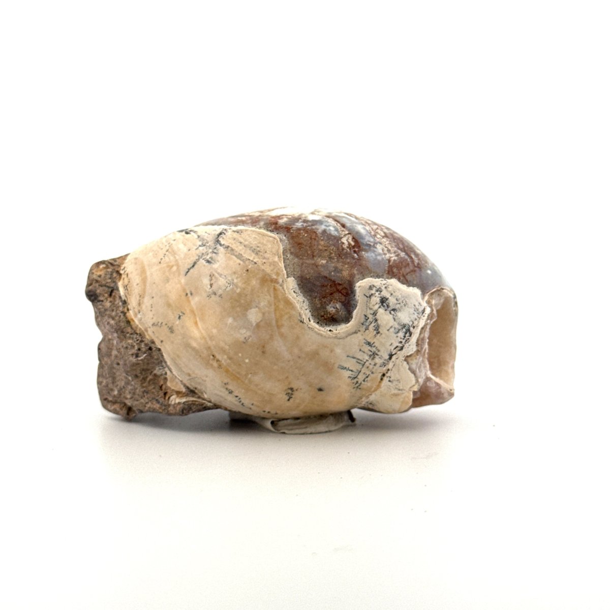 Agatized Fossil Gastropod from India (Cretaceous) - FossilsAndMore