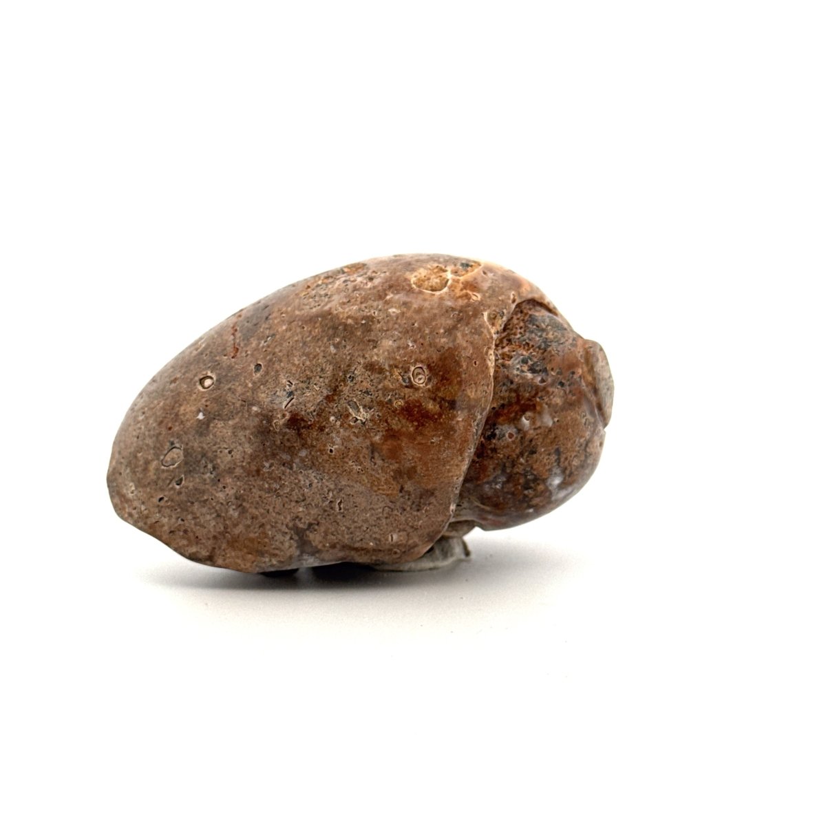 Agatized Fossil Gastropod from India (Cretaceous) - FossilsAndMore