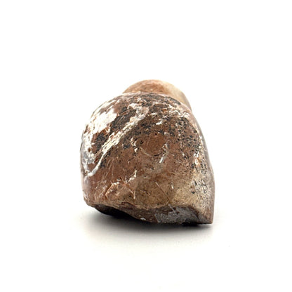 Agatized Fossil Gastropod from India (Cretaceous) - FossilsAndMore