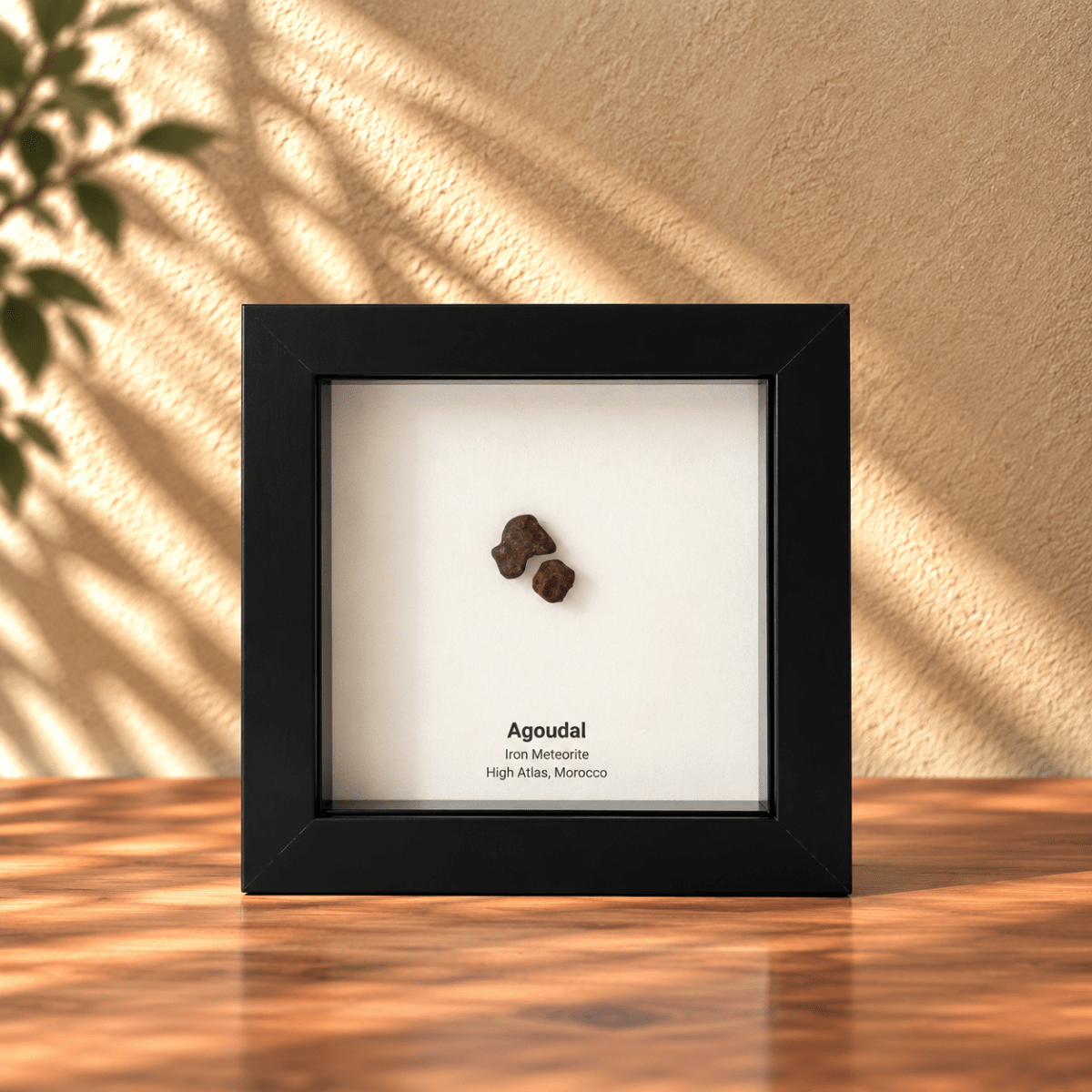 Agoudal Meteorite Fragments (2 pieces) in Deep Box Frame - FossilsAndMore