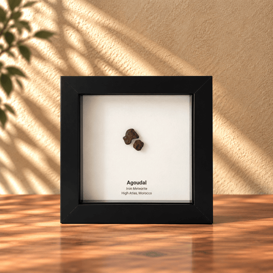 Agoudal Meteorite Fragments (2 pieces) in Deep Box Frame - FossilsAndMore