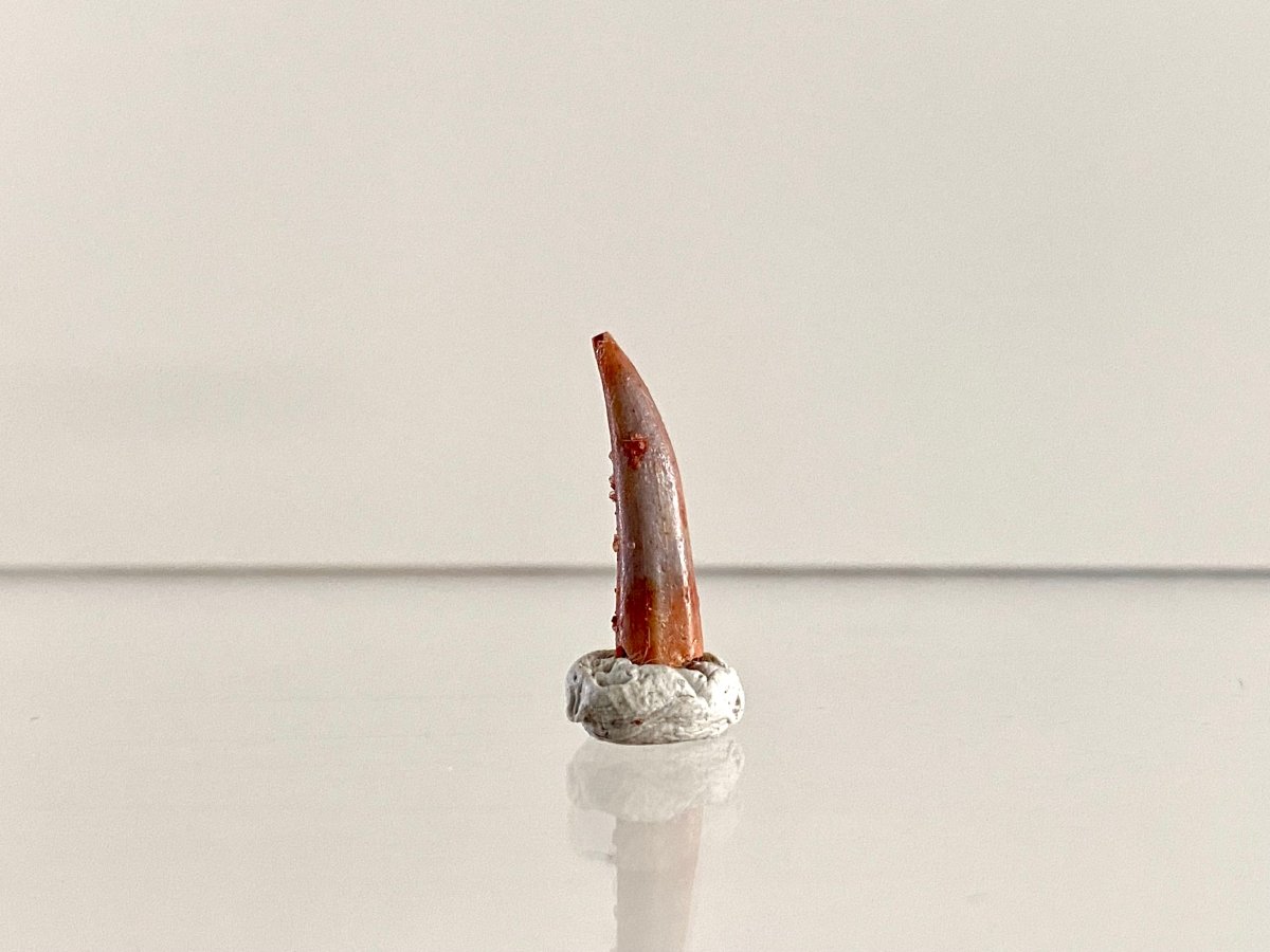 Aidachar pankowskii Fossil Fish Tooth (0.61") - Late Cretaceous, Morocco - FossilsAndMore