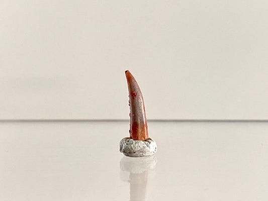 Aidachar pankowskii Fossil Fish Tooth (0.61") - Late Cretaceous, Morocco - FossilsAndMore