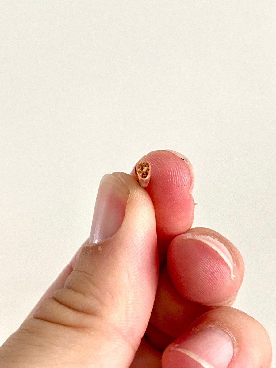 Aidachar pankowskii Fossil Fish Tooth (0.61") - Late Cretaceous, Morocco - FossilsAndMore